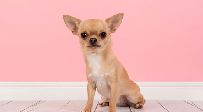 16 Beautiful and Easy-to-Care-for Dog Breeds Popular in Vietnam