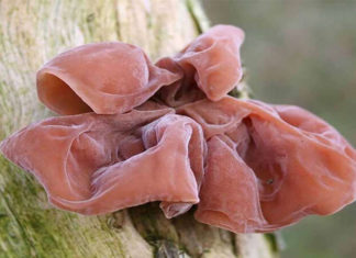 15 Delicious and Easy-to-Find Mushrooms for Hot Pot That Are Popular Among Foodies