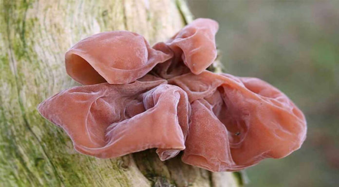 15 Delicious and Easy-to-Find Mushrooms for Hot Pot That Are Popular Among Foodies