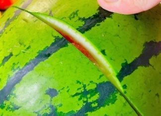 The Ultimate Guide to Watermelon Storage: Keep Your Melon Fresh Without the Fridge