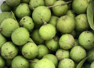 “The Ultimate Guide to Making Delicious and Refreshing Pickled Green Mangoes: A Step-by-Step Tutorial”