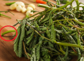 “This Handful of Herbs is as Good as Meat: A Nutritional Powerhouse Disguised as a Wild Weed”