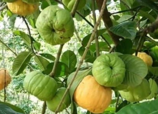 The Forgotten Fruit: A Tasty Treat Worth Seeking Out