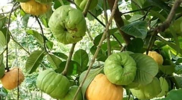 The Forgotten Fruit: A Tasty Treat Worth Seeking Out