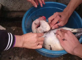 The Ultimate Guide to Plucking Chicken Feathers: 2 Lightning-Fast Methods for a Spotless Job