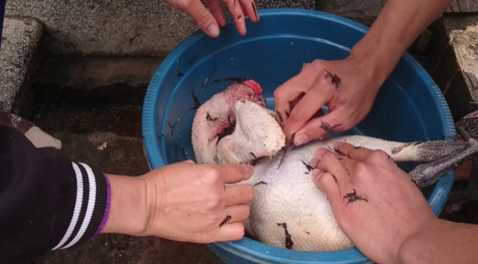 The Ultimate Guide to Plucking Chicken Feathers: 2 Lightning-Fast Methods for a Spotless Job