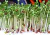 The Ultimate Guide to Sprouting: 2 Super Simple Methods to Grow Your Own Delicious and Nutritious Sprouts