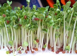 The Ultimate Guide to Sprouting: 2 Super Simple Methods to Grow Your Own Delicious and Nutritious Sprouts