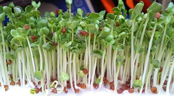 The Ultimate Guide to Sprouting: 2 Super Simple Methods to Grow Your Own Delicious and Nutritious Sprouts