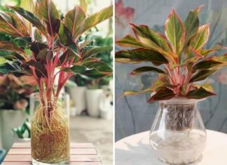 The 20 Best Desktop Aquatic Plants for Effective In-Home Dust Filtration