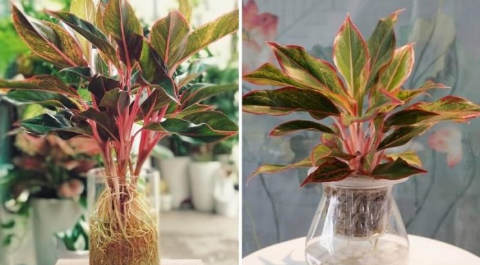 The 20 Best Desktop Aquatic Plants for Effective In-Home Dust Filtration