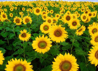 The Ultimate Guide to Grand Opening Flowers: 20+ Stunning Arrangements for a Prosperous Start