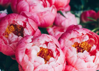 21 Stunning Flowers to Celebrate Vietnamese Women’s Day