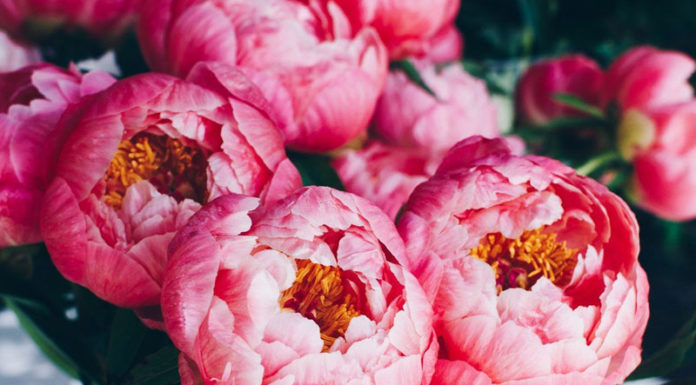 21 Stunning Flowers to Celebrate Vietnamese Women’s Day