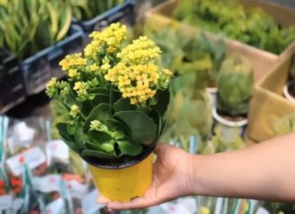 24 Sun-Loving Balcony Plants to Purify Your Indoor Air