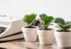 The Top 25 Desk Plants to Attract Wealth and Prosperity