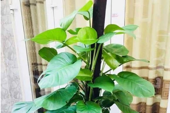 Attract Wealth and Prosperity: The Power of the Chinese Money Plant’s Placement