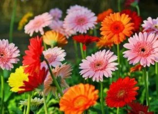 The Captivating Scent of June’s Full Moon: 5 Floral Offerings to Charm your Ancestors for Prosperity and Abundance