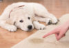 6 Potty Training Tips for Puppies: A Step-by-Step Guide to Success