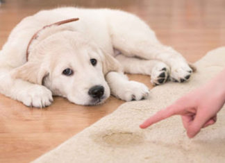 6 Potty Training Tips for Puppies: A Step-by-Step Guide to Success