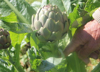 3 Delicious Artichoke Recipes for a Healthy Liver