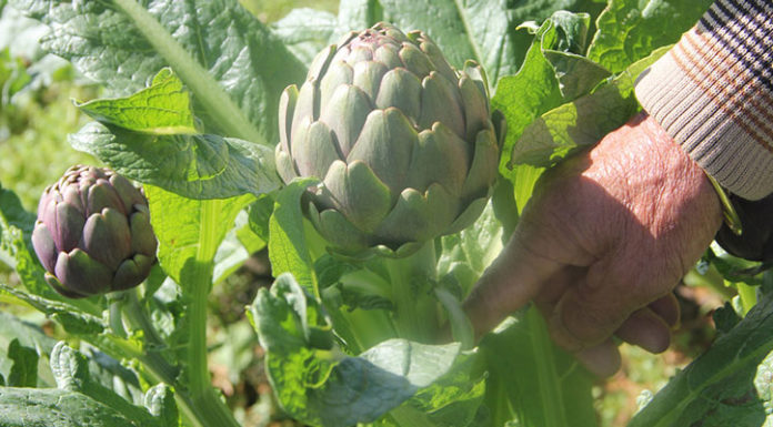 3 Delicious Artichoke Recipes for a Healthy Liver