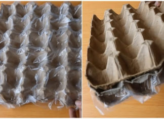 3 Simple and Effective Methods to Grow Spring Onions from Purple Onion Bulbs at Home, an Easy and Guaranteed Success!