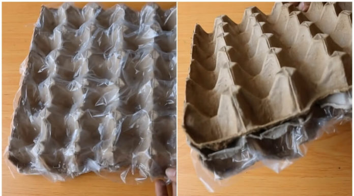 3 Simple and Effective Methods to Grow Spring Onions from Purple Onion Bulbs at Home, an Easy and Guaranteed Success!