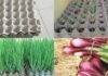 3 Ingenious Methods to Grow Onions Unconventionally
