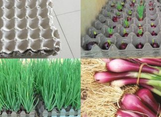 3 Ingenious Methods to Grow Onions Unconventionally