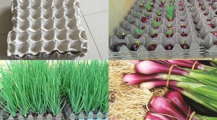 3 Ingenious Methods to Grow Onions Unconventionally