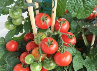 3 Tomato Growing Hacks for a Bumper Harvest Using Household Items