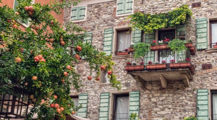 The Evergreen Trio: 3 Low-Maintenance Vines for Year-Round Foliage