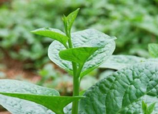 3 Country Vegetables That Are Easy on the Wallet, Yet Powerful for Your Liver, Eyes, and Digestion.