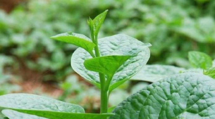 3 Country Vegetables That Are Easy on the Wallet, Yet Powerful for Your Liver, Eyes, and Digestion.