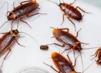 The Ultimate Cockroach Extermination Handbook for Apartments