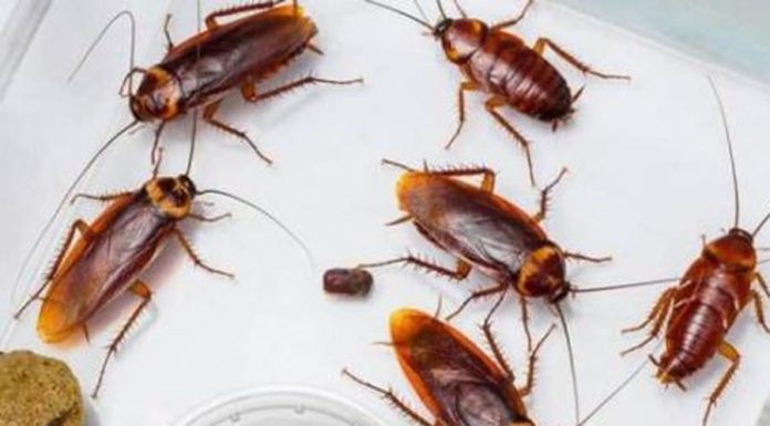 The Ultimate Cockroach Extermination Handbook for Apartments
