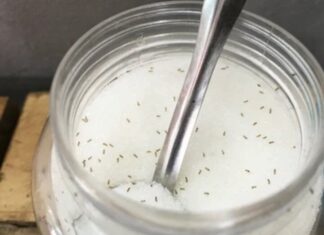 The Ultimate Guide to Getting Rid of Ants in Your Sugar Jar: A 5-Minute Miracle