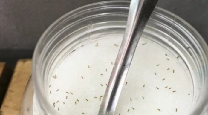 The Ultimate Guide to Getting Rid of Ants in Your Sugar Jar: A 5-Minute Miracle