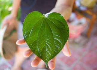 4 Simple and Effective Ways to Supercharge Male Vitality with the Power of Vietnamese Coriander