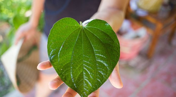 4 Simple and Effective Ways to Supercharge Male Vitality with the Power of Vietnamese Coriander