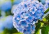 4 Varieties of Blooming Flowers to Adorn Your Home in June