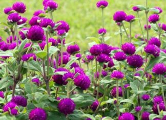 The Four Sun-Loving Flowers: A Vibrant Display of Summer’s Glory