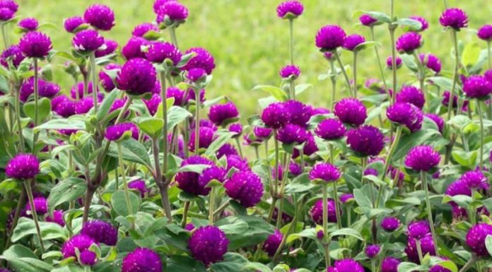 The Four Sun-Loving Flowers: A Vibrant Display of Summer’s Glory