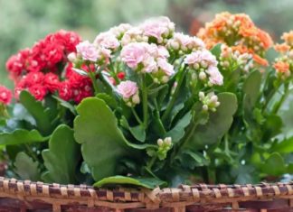 The Magic Four: Flowers That Thrive When Buried