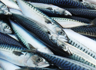 “The Ultimate Guide to Choosing Fresh, Chemical-Free Mackerel”