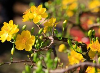 The Best 40+ 2024 Lunar New Year Wishes for Friends to Celebrate the Year of the Dragon