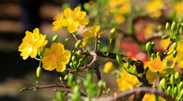 The Best 40+ 2024 Lunar New Year Wishes for Friends to Celebrate the Year of the Dragon