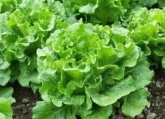 6 Vegetables You Can Grow Pesticide-Free: A Healthy Harvest