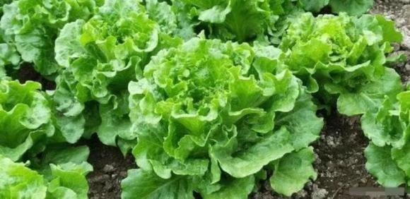 6 Vegetables You Can Grow Pesticide-Free: A Healthy Harvest